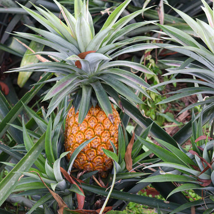 Pineapple (Ananas comosus) Live Fruit Plant