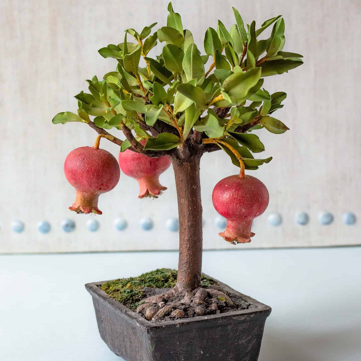 Pomegranate Bonsai Live Plant