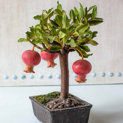 Pomegranate Bonsai Live Plant
