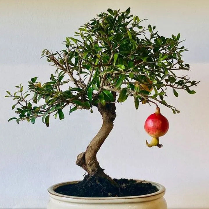 Pomegranate Bonsai Live Plant
