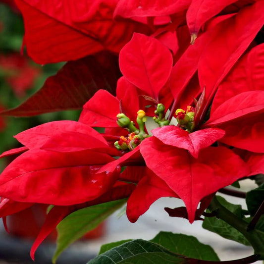 Poinsettia Red All Time Flowering Live Plant