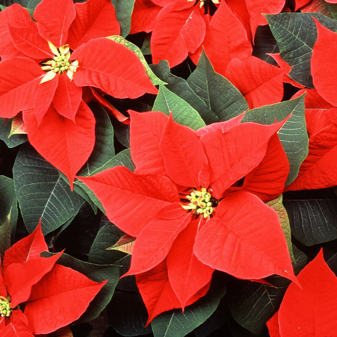 Poinsettia Red All Time Flowering Live Plant