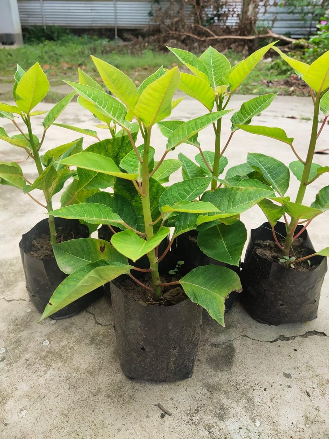 Poinsettia Red All Time Flowering Live Plant