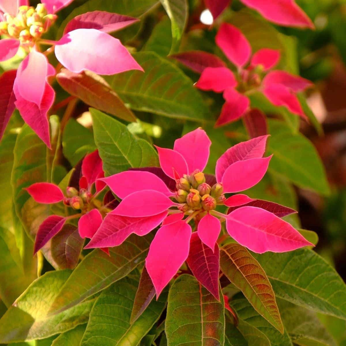Poinsettia Red (Euphorbia pulcherrima) Rare Flowering  live Plant