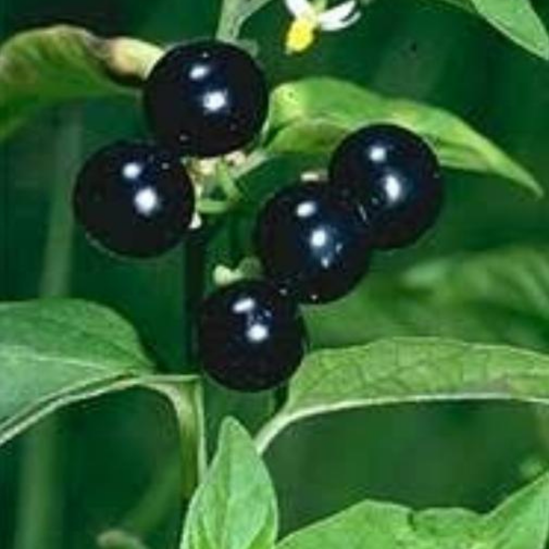 Organic Black Nightshade (Manathakkali) Seeds - Open Pollinated