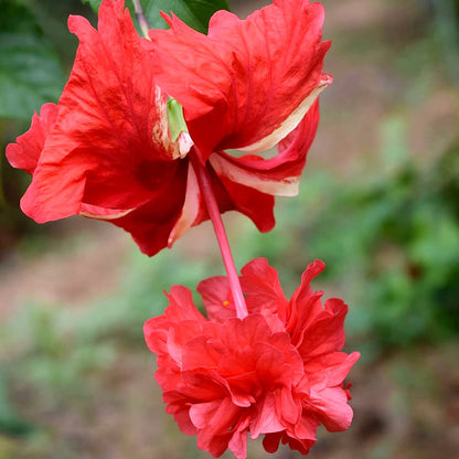 Hibiscus Red Hanging Double Petal (Desi Variety All Time Flowering Live Plant