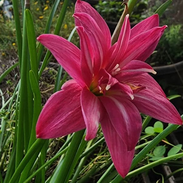 Pink Ruby Multipetal rain Lilly  All Time Flowering Live Plant