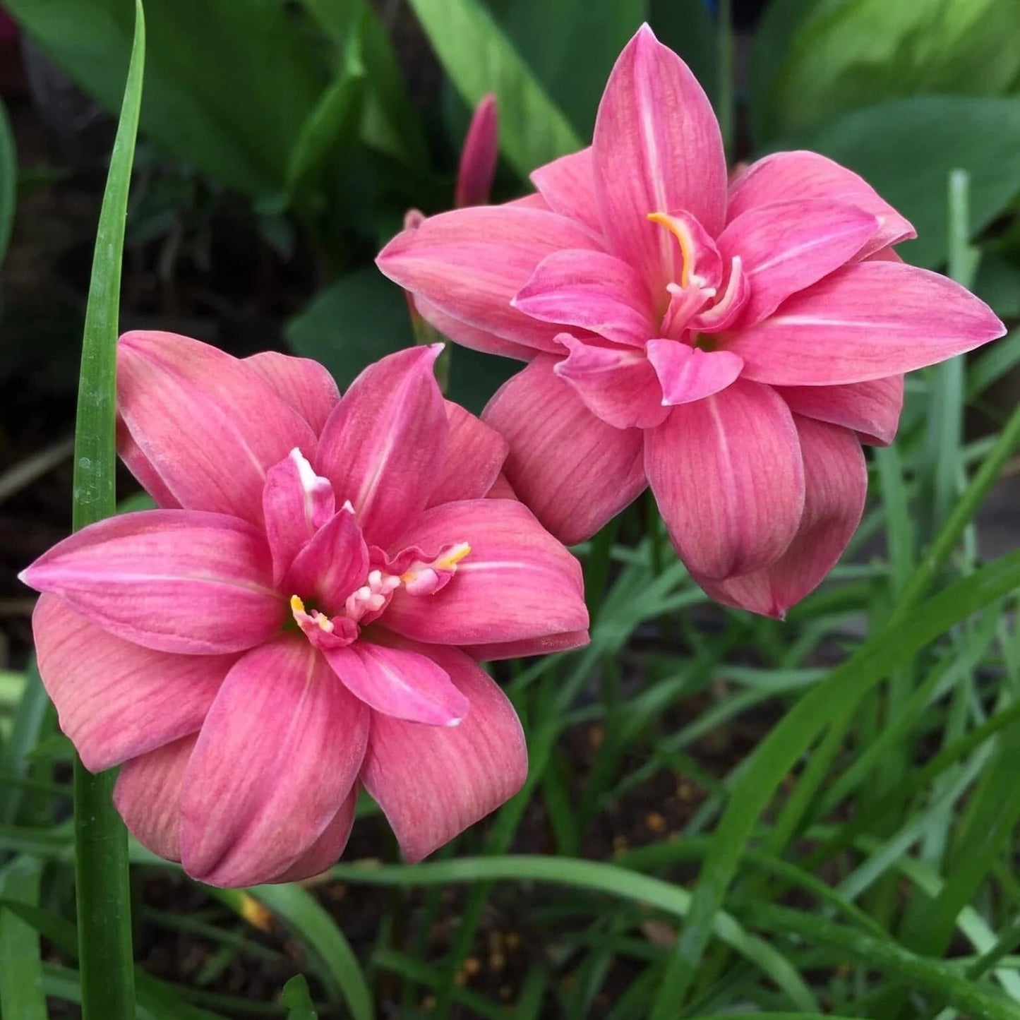 Pink Ruby Multipetal rain Lilly  All Time Flowering Live Plant
