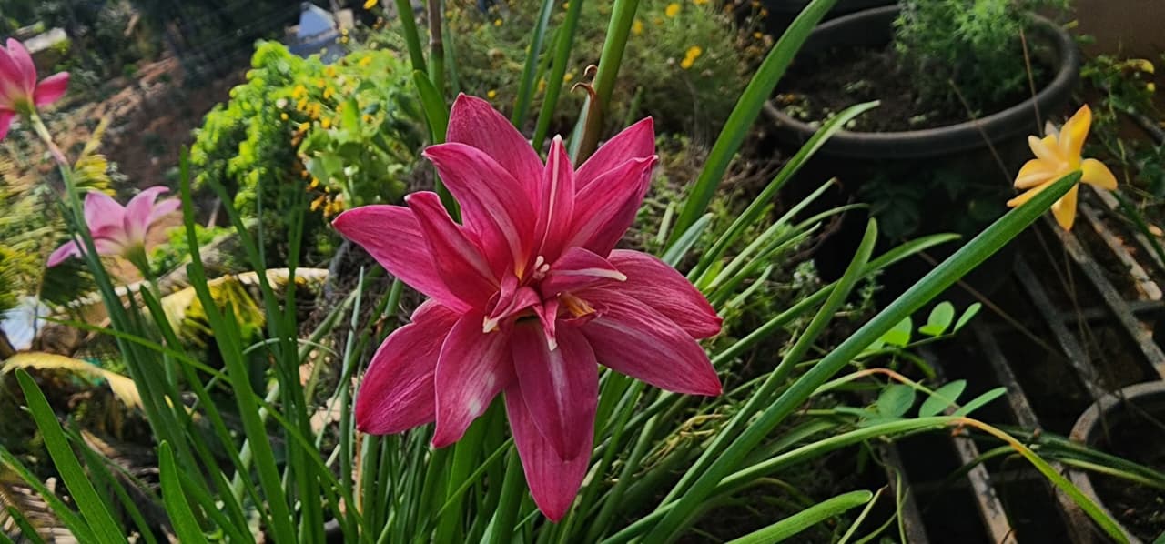 Pink Ruby Multipetal rain Lilly  All Time Flowering Live Plant