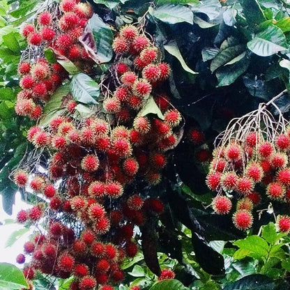 Rambutan N18 Tropical Grafted Fruit Plant