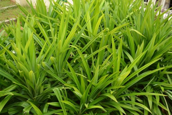 Pandan Leaves (Biryani leaves/Rambha leaves) Live Plant
