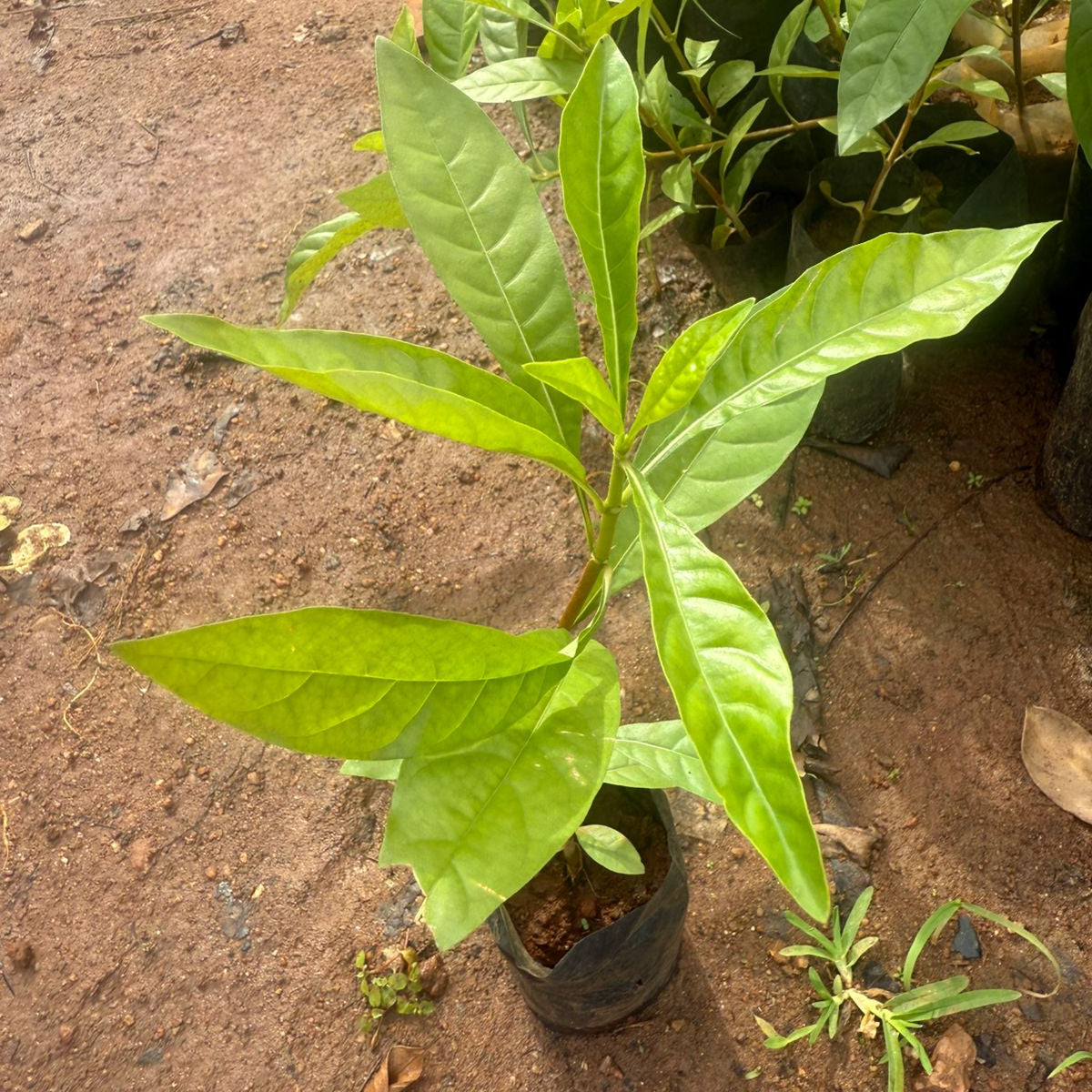 Blackberry Jam Fruit Live Plant