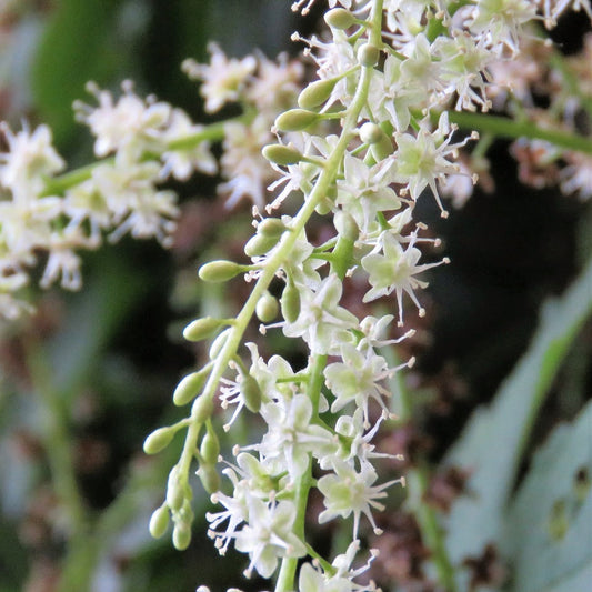 Madeira Vine Rare Flowering Live Plant