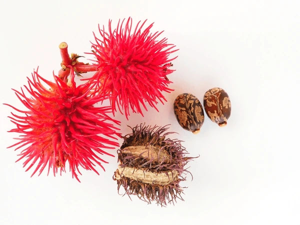 Dwarf Red Castor Seeds - Open Pollinated