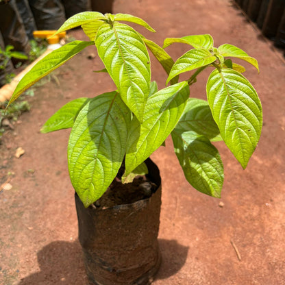Mussaenda Red All Time Flowering Live Plant