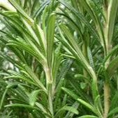 Rosemary Spice/ Medicinal Live Plant