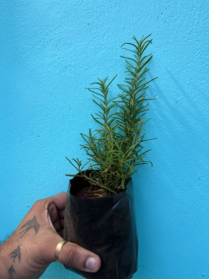 Rosemary Spice/ Medicinal Live Plant