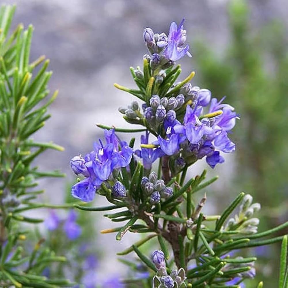 Rosemary Spice/ Medicinal Live Plant