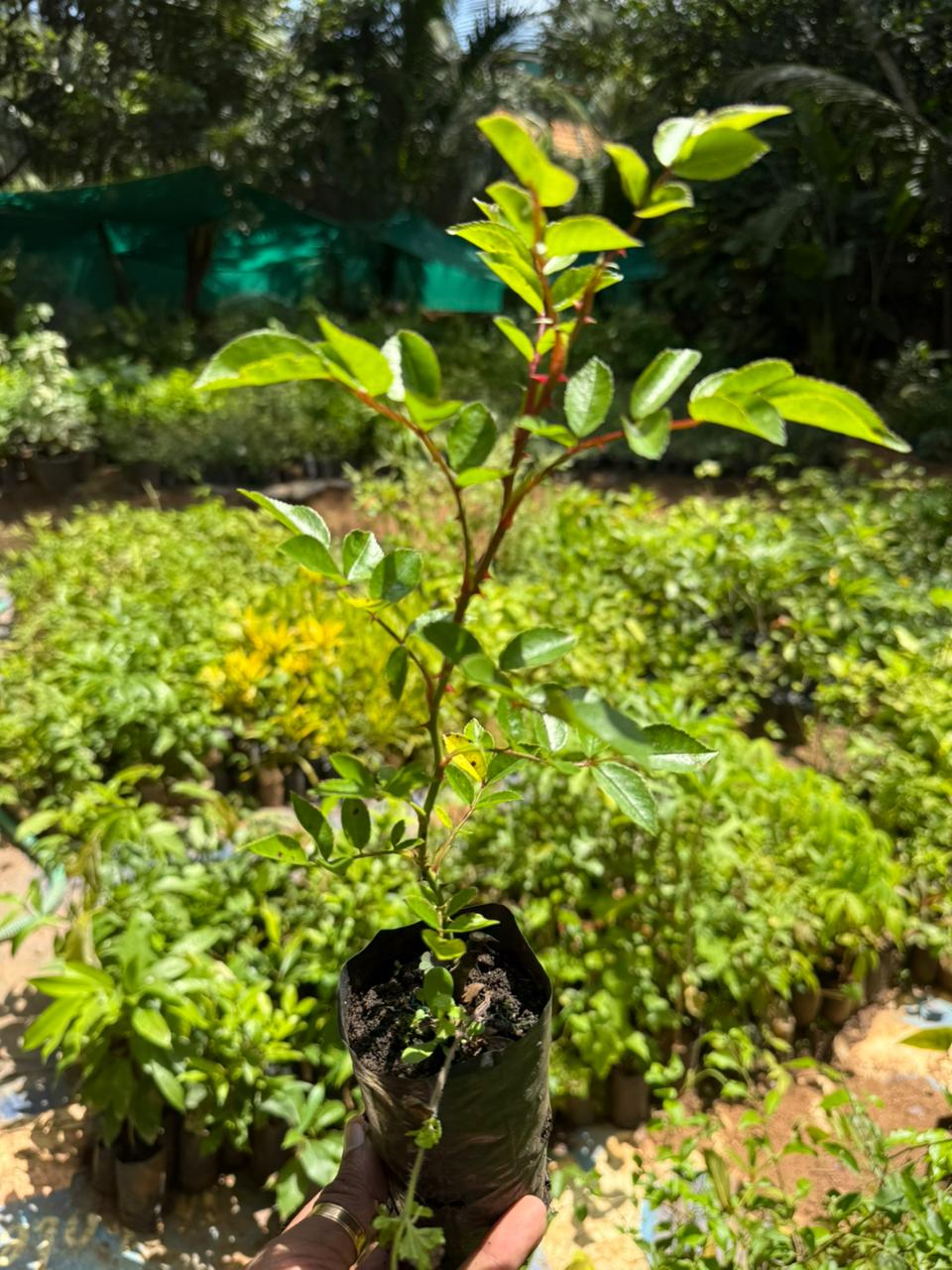 Red Eden Creeper/Climber Rose Live Plant