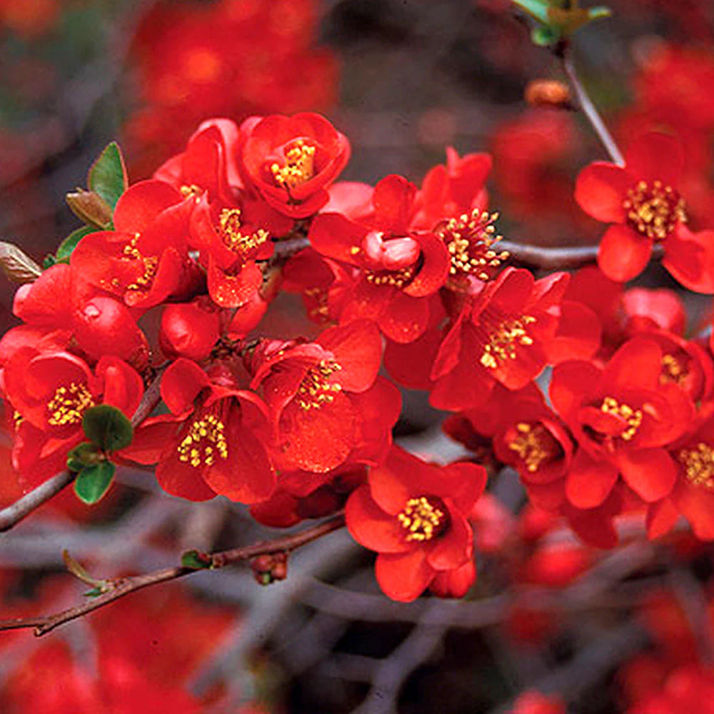 Japanese Quince Red – Rare Flowering Plant