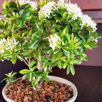 Ixora White Bonsai Live Plant
