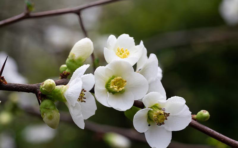 Japanese Quince White – Rare Flowering Plant
