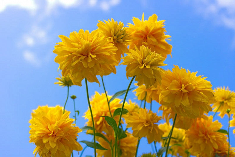 Rudbeckia Laciniata (Cutleaf Coneflower) Flowering Live Plant