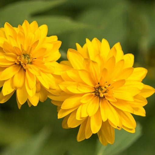 Rudbeckia Laciniata (Cutleaf Coneflower) Flowering Live Plant