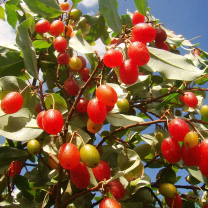 Silver Berry Live Plant (Elaeagnus Commutata)