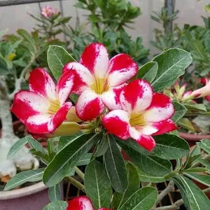 Adenium Red & White Variegated Desert Rose Live plant