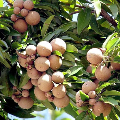 Kalapati Sapota (Chikoo) Fruit Live Plant