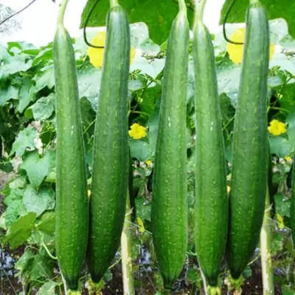 Organic Sponge Gourd Seeds - Open Pollinated