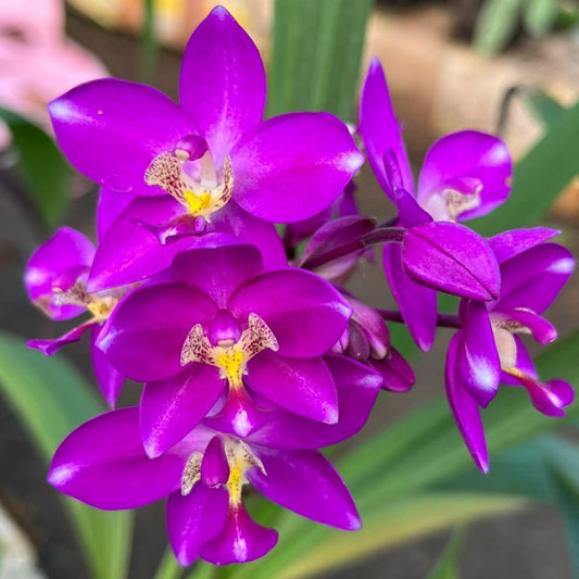 Spathoglottis plicata purple Ground Orchid