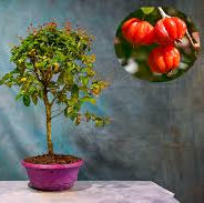 Surinam cherry  Bonsai Tree  Live Plant