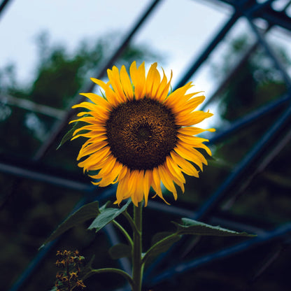 Organic Sunflower Seeds - Hybrid