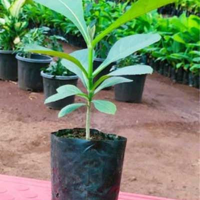 Teak Tree (Tectona grandis) Live Plant