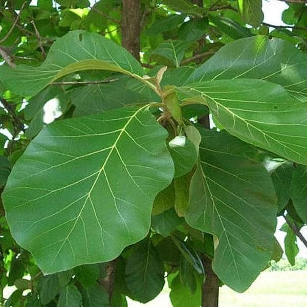 Teak Tree (Tectona grandis) Live Plant