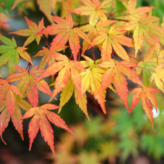 Maple Tree Rare Live Plant