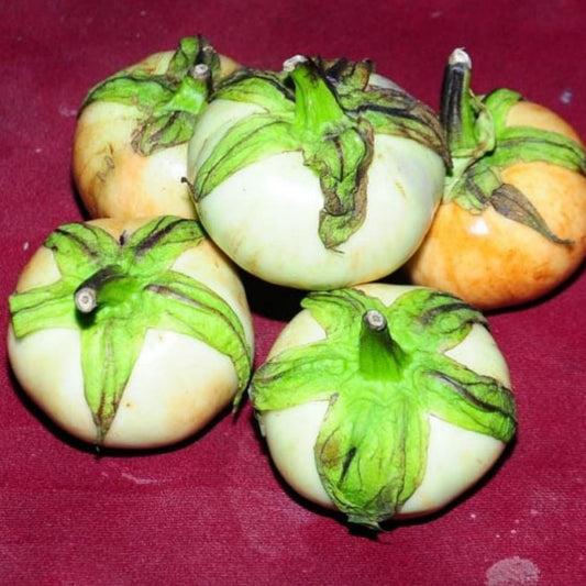 Organic Tomato Brinjal Seeds - Open Pollinated