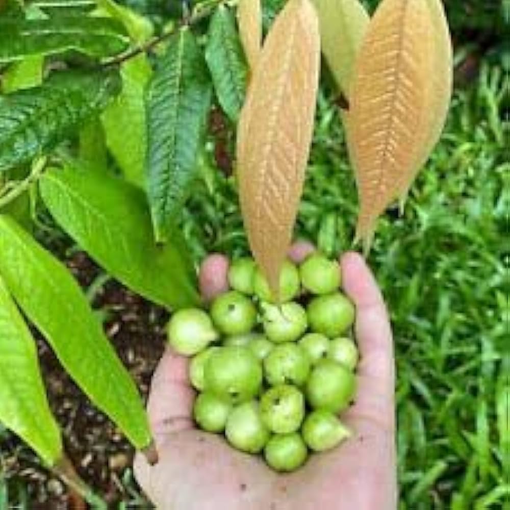 Jaboticaba Green Crystal Fruit  Live Plant