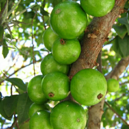Jaboticaba Green Crystal Fruit  Live Plant