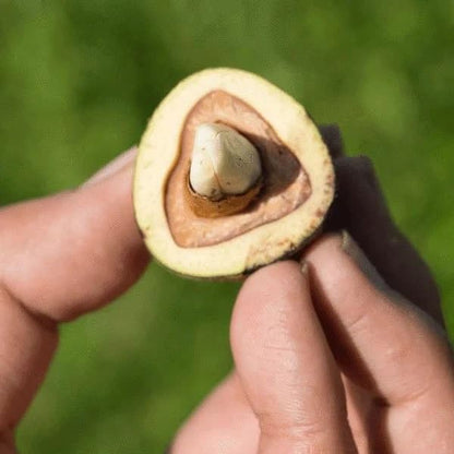 Cut Nut  Rare Exotic Fruit Live  Plant