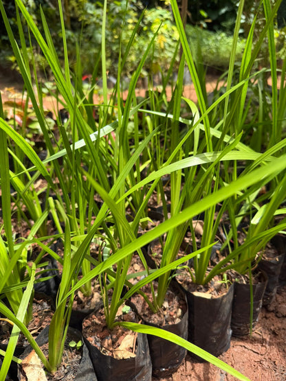 Vayambu (Acorus calamus)Medicinal Live Plant