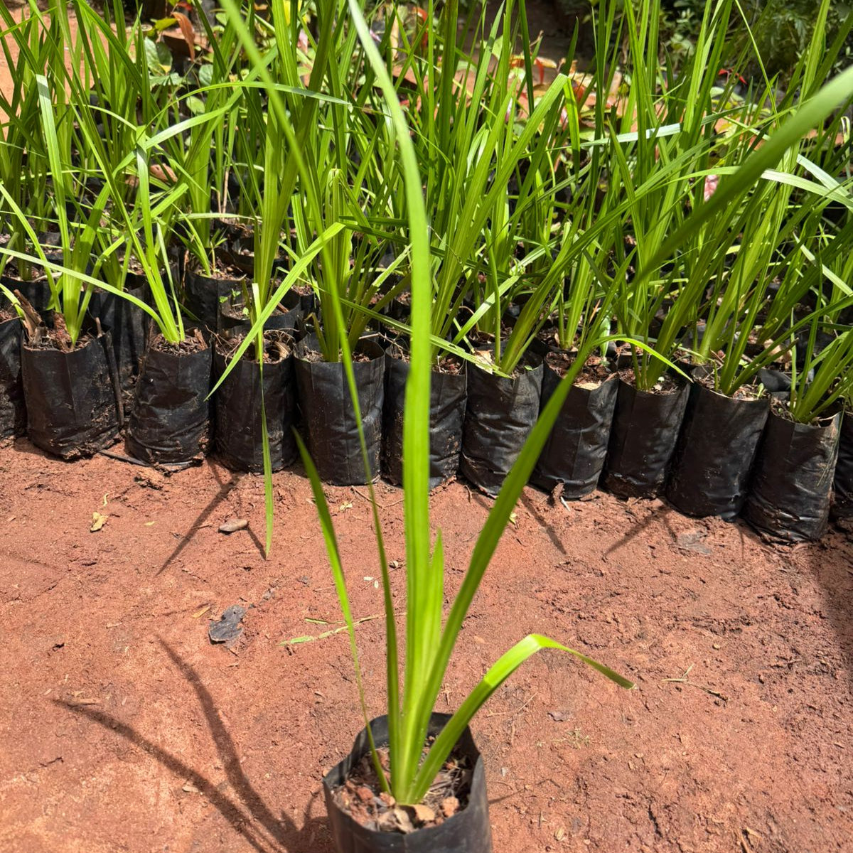 Vayambu (Acorus calamus)Medicinal Live Plant