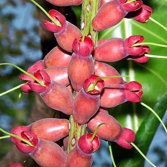 Cut Nut  Rare Exotic Fruit Live  Plant