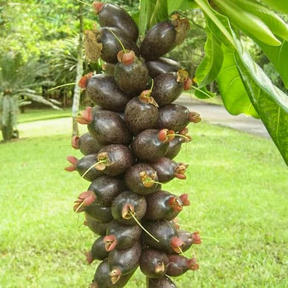 Cut Nut  Rare Exotic Fruit Live  Plant