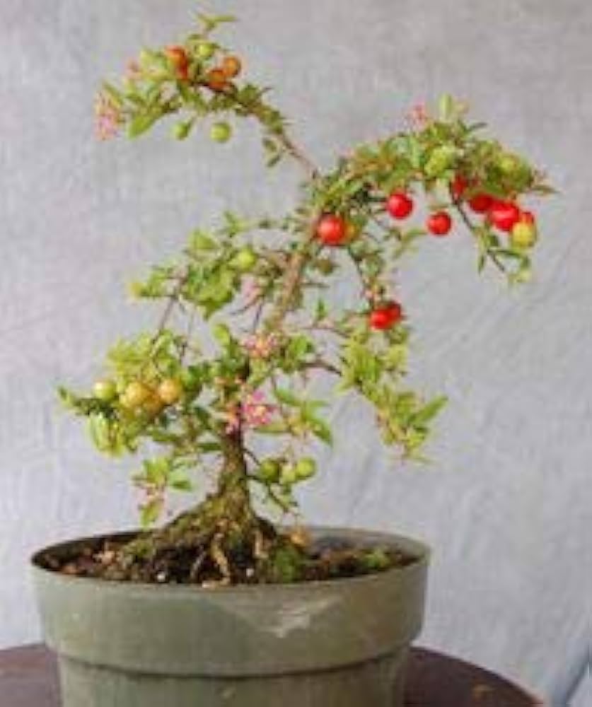 Western cherry  Bonsai Tree  Live Plant