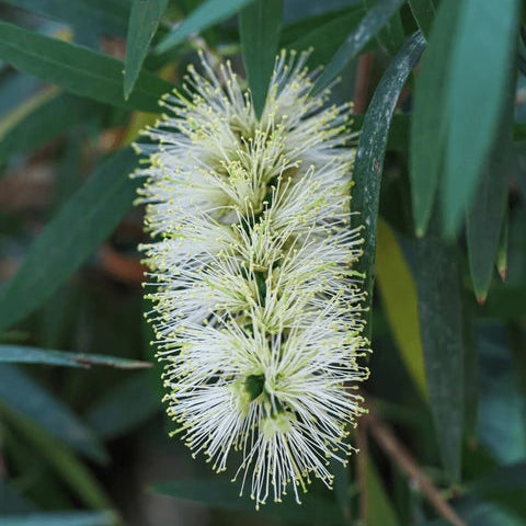 White Bottle Brush (Callistemon) All Time Flowering Live Plant