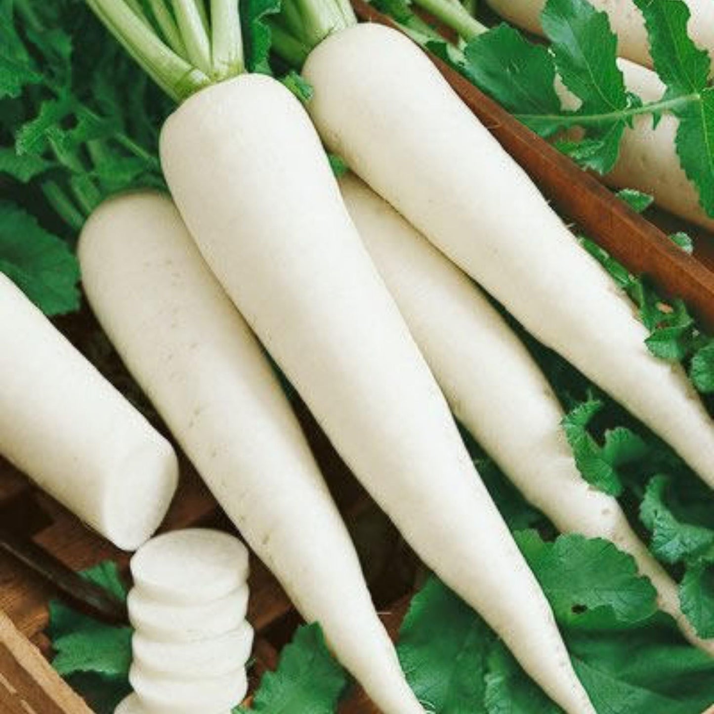Organic White Radish Seeds - Open Pollinated