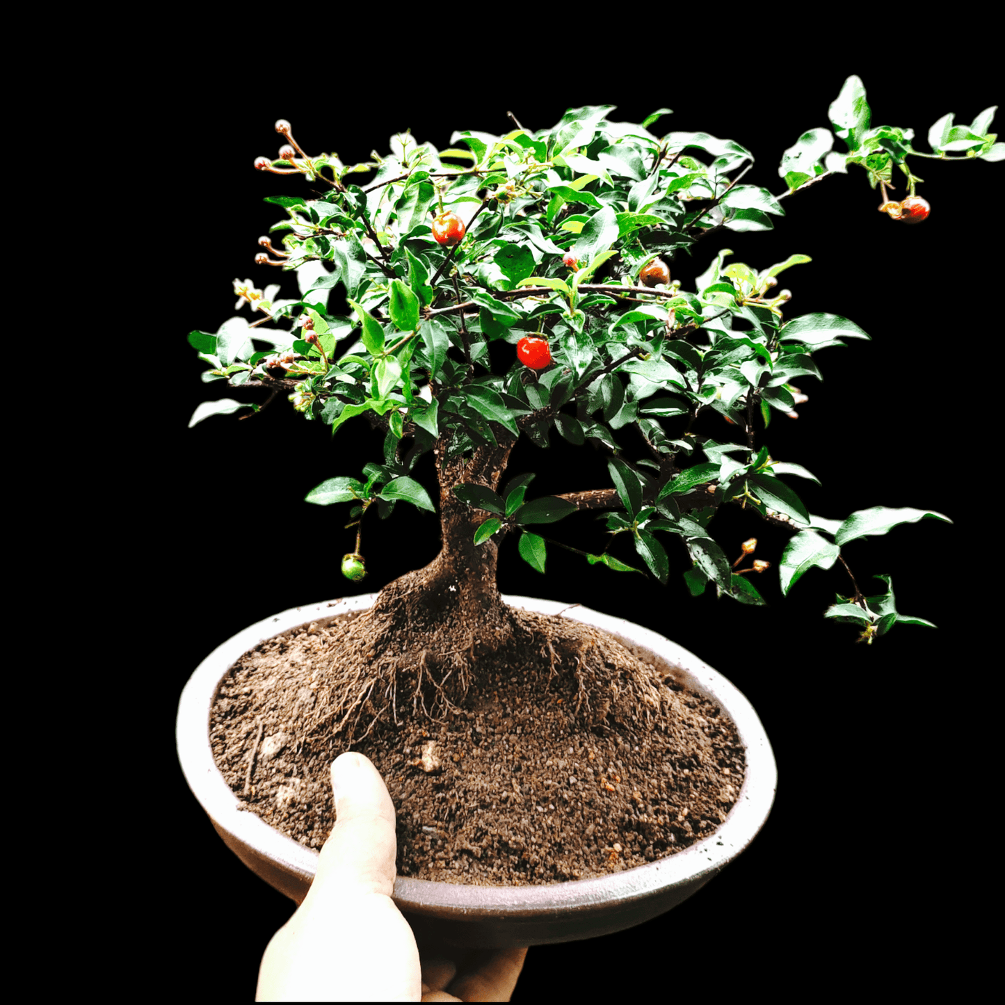 Western cherry  Bonsai Tree  Live Plant